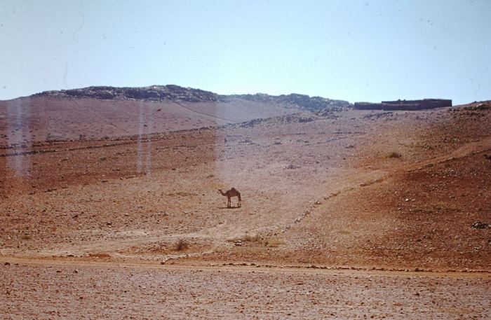 Steenwoestijn